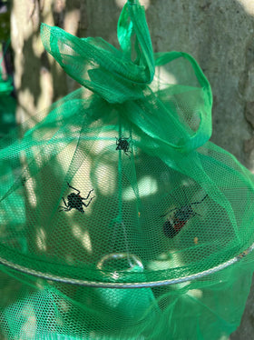 Lanternfly Motel green 2-pack package includes two traps and hardware.