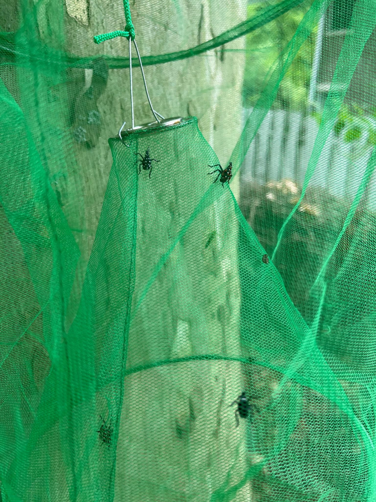 Lanternfly Motel green 2-pack thumbtacks securing bottom edge.