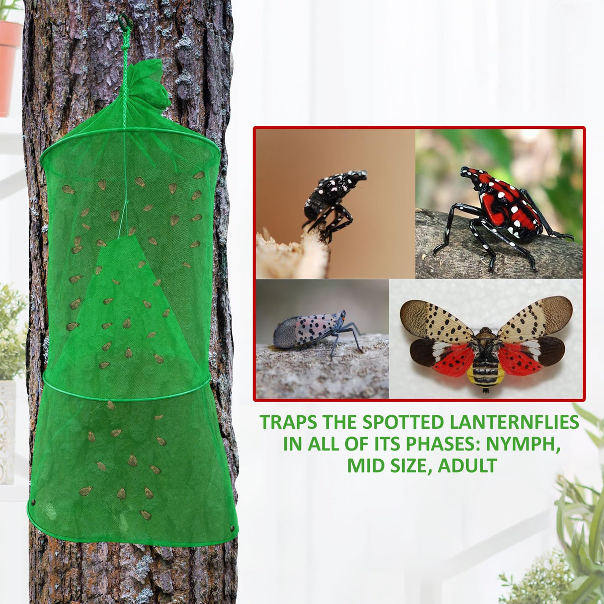 Lanternfly Motel green 2-pack trap on a tree catching lanternflies safely.