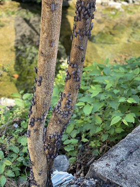 LanternFly Trap Co. in-use image shows lanternflies entering the trap.