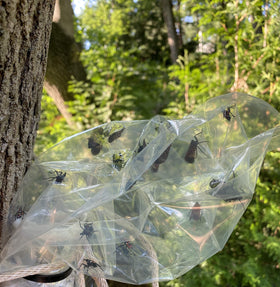 LanternFly Trap Co. trap on a tree for easy, non-toxic pest protection.