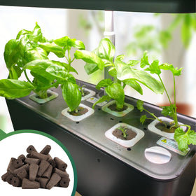 LANVRION demonstrates strong root growth in a thriving hydroponic setup