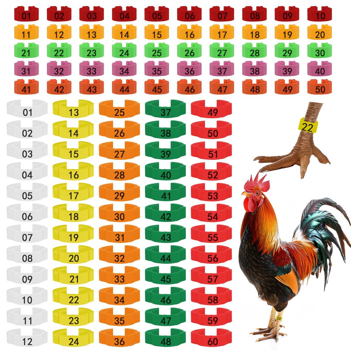 Larbeti chicken leg rings 110pcs two sizes for versatile tagging of poultry.