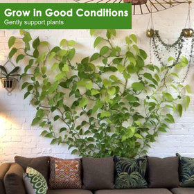 Lasyman large-size clip stabilizing thick vines for vertical growth