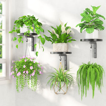LASZOLA plant hanger wall-mounted 3-pack showcases space-saving wall display for multiple plants.