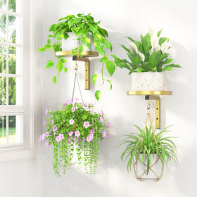 LASZOLA gold wall mounted plant hangers create a compact indoor display