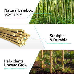 LATUXE bamboo stakes bean climbing guides legumes along a frame.