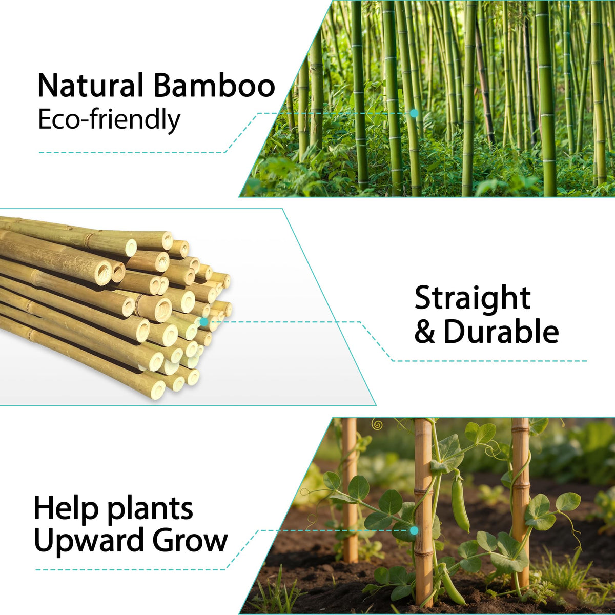 LATUXE bamboo stakes climbing plants aid guiding vines toward sunlight.
