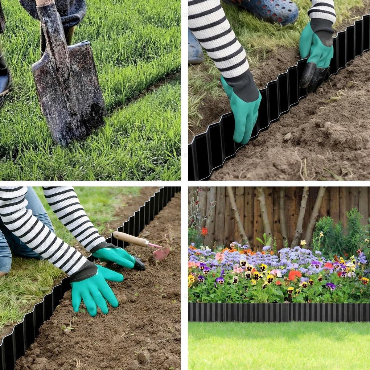 LAVEVE border along lawn and flower bed demonstrates versatile landscape use