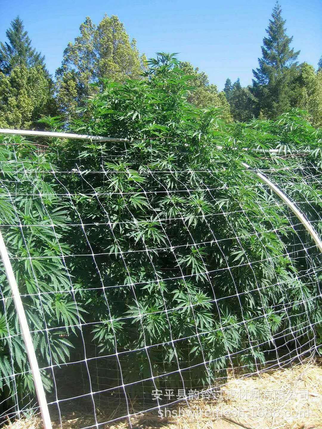LAVZAN trellis supports tomato and cucumber vines for easier harvesting