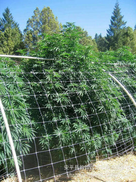 LAVZAN trellis supports tomato and cucumber vines for easier harvesting