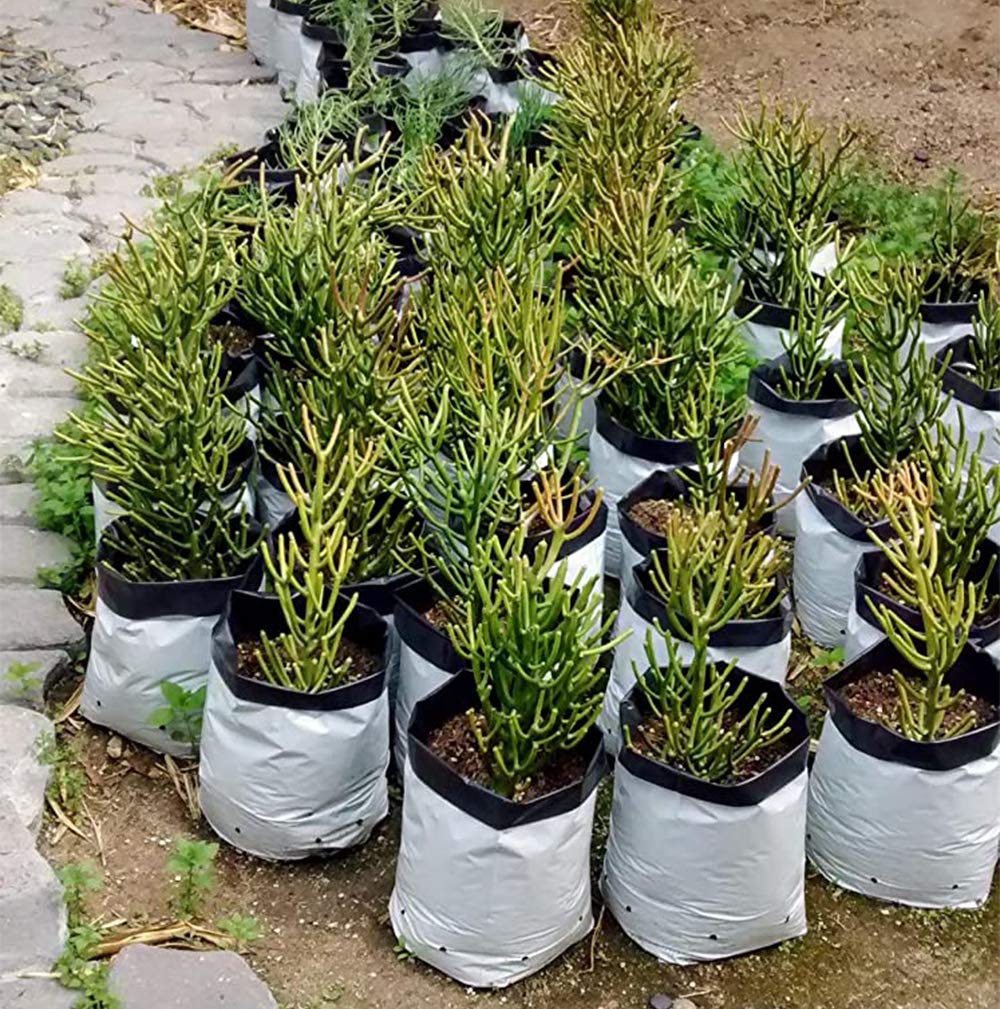 Lawei 100-pack set emphasizes batch planting and nursery convenience