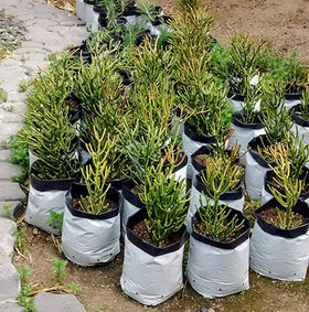 Lawei 100-pack set emphasizes batch planting and nursery convenience