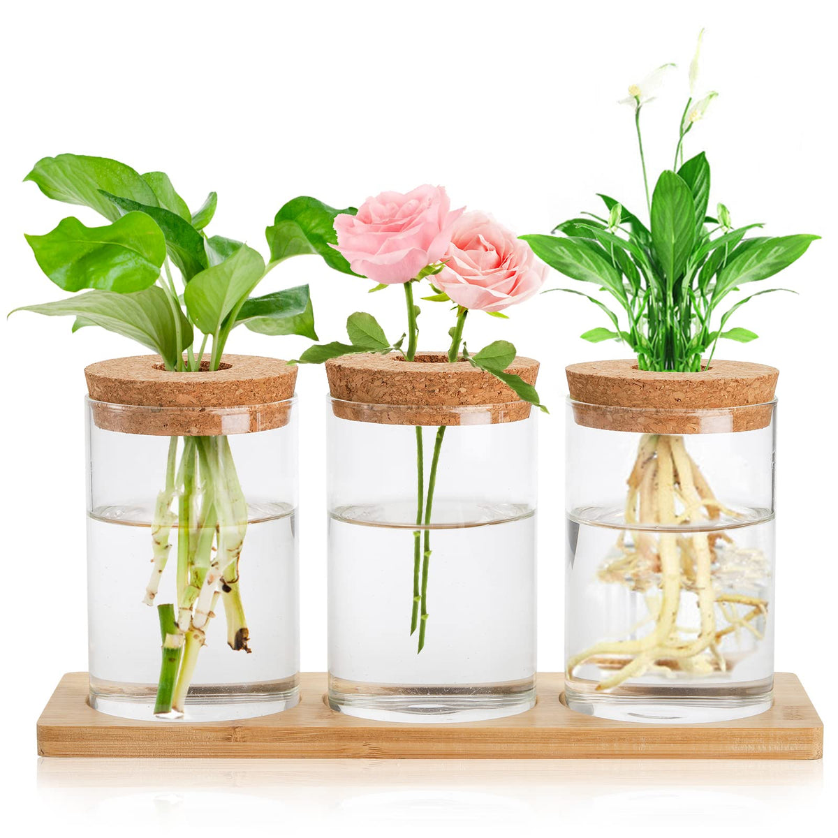 Lawei 3-piece propagation stations on wooden tray for desk decor and plant propagation