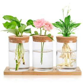 Lawei 3-piece propagation stations on wooden tray for desk decor and plant propagation