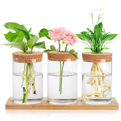 Lawei 3-piece propagation stations on wooden tray for desk decor and plant propagation