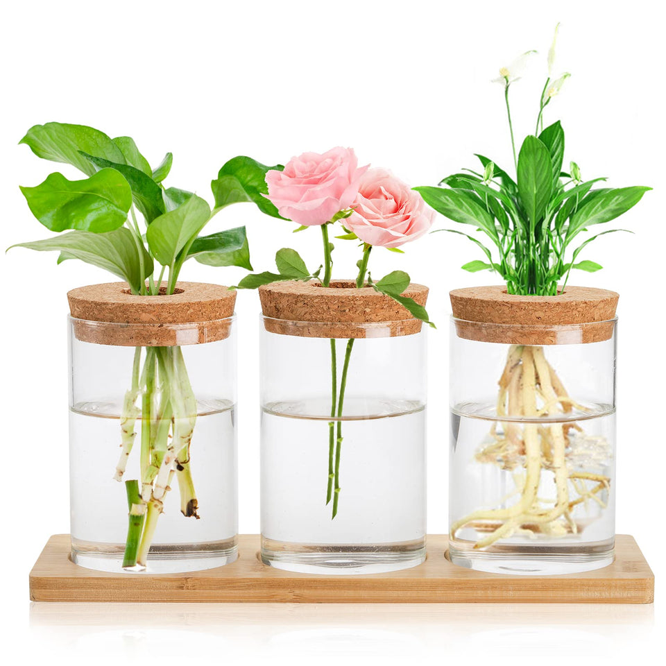 Lawei 3-piece propagation stations on wooden tray for desk decor and plant propagation