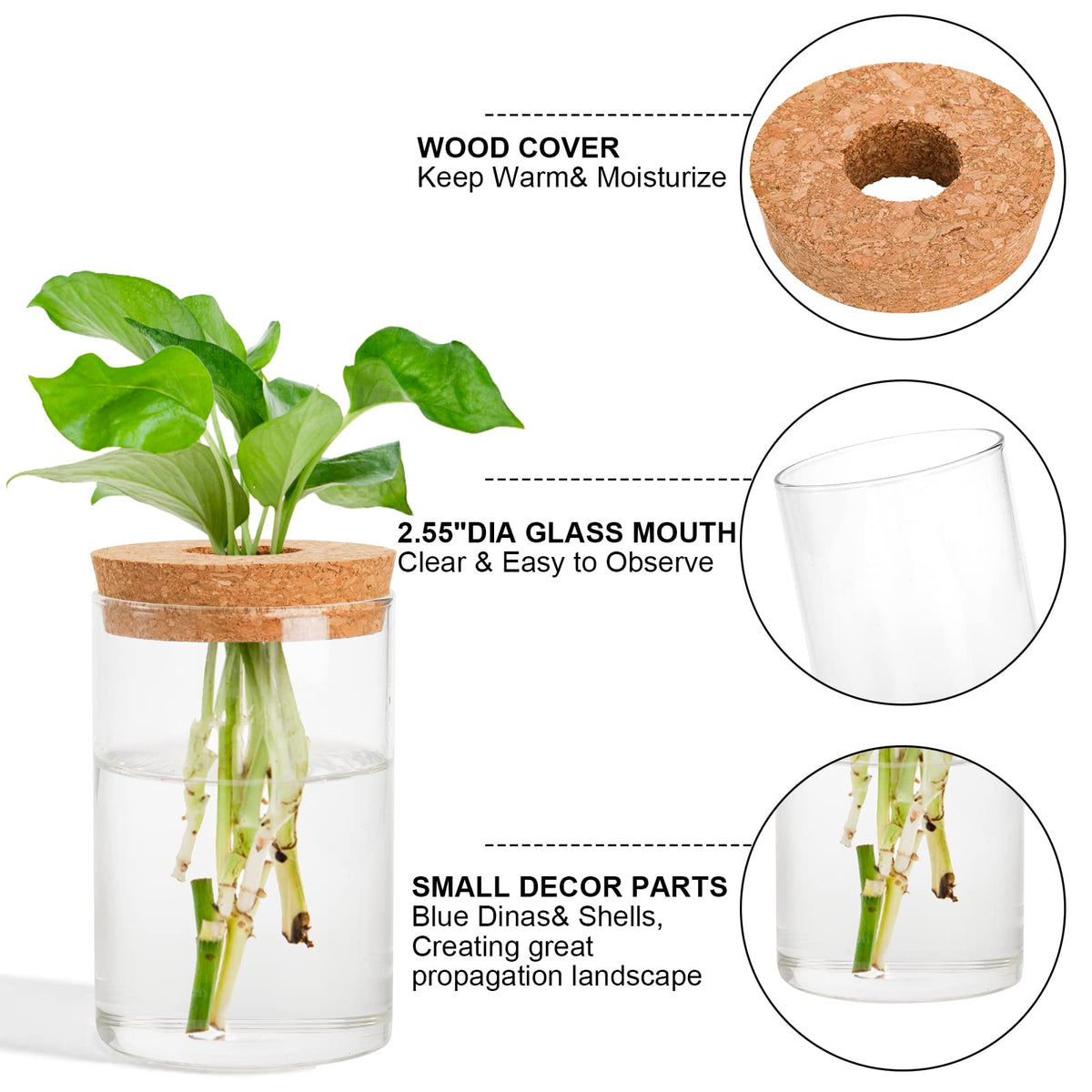 Lawei cork-topped lids stabilize cuttings and reduce evaporation in propagation stations