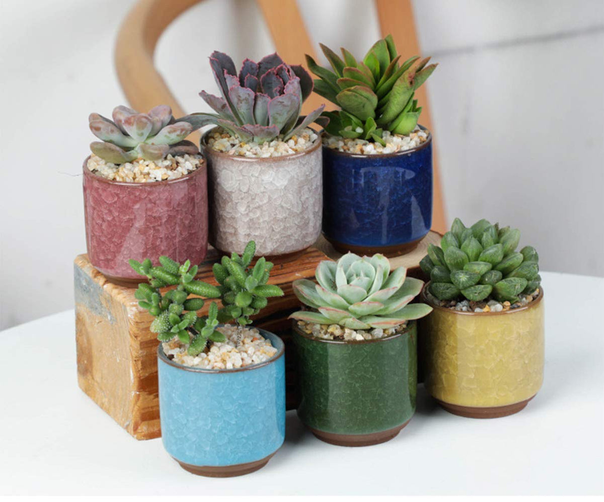 Lawei gift-ready succulent pot set for celebrations