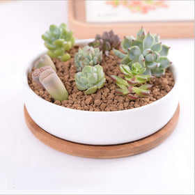 Lawei gift-ready white ceramic planter perfect for birthdays and weddings