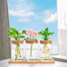 Lawei hydroponic plant container suitable for pothos, ferns, and herbs