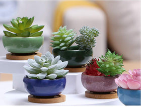 Lawei pot with bamboo tray catches drips while plants thrive