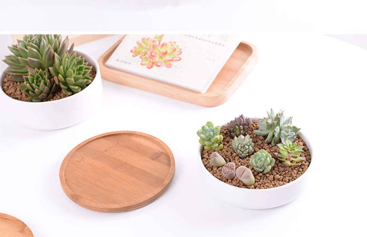 Lawei multi-succulent layout pot for organized thriving arrangements