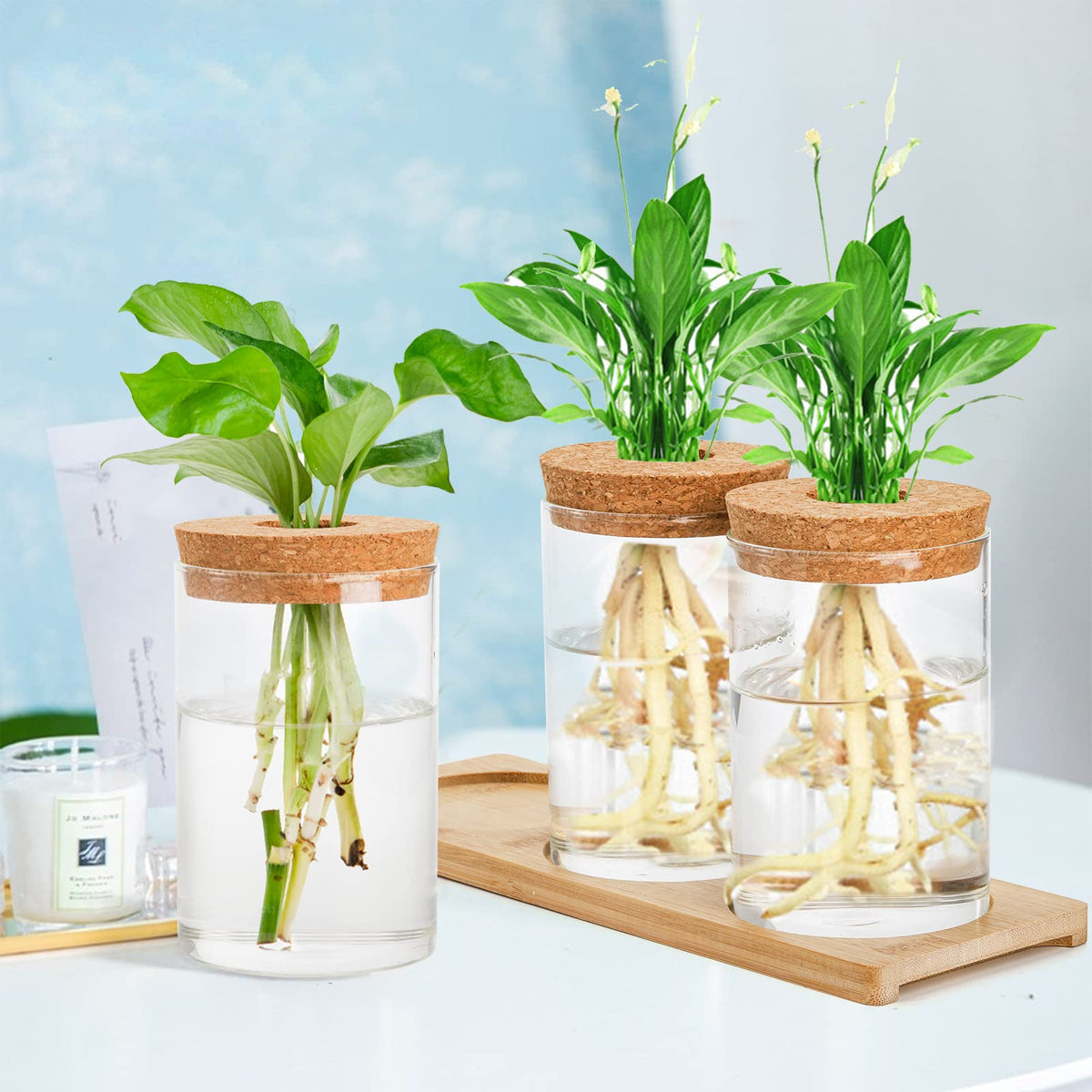 Lawei propagation vases on an office desk as a green decor accent