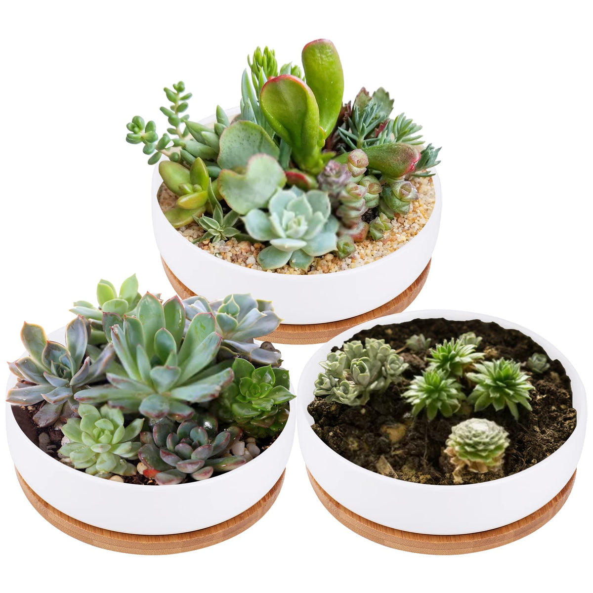 Lawei round succulent planter 6inch pack for stylish indoor display