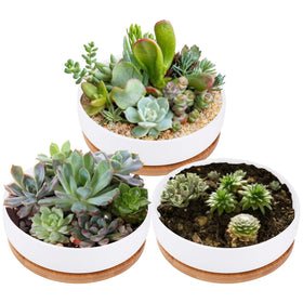Lawei round succulent planter 6inch pack for stylish indoor display
