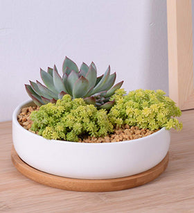 Lawei white ceramic planter ideal for bright indoor decor and desks