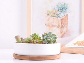 Lawei window sill and desk display planter adds modern charm