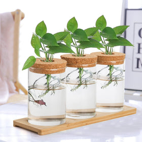 Lawei wooden tray stand provides stable display for propagation vases