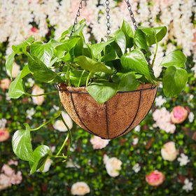 LCHUANG four-pack provides flexible options for porches and weddings.