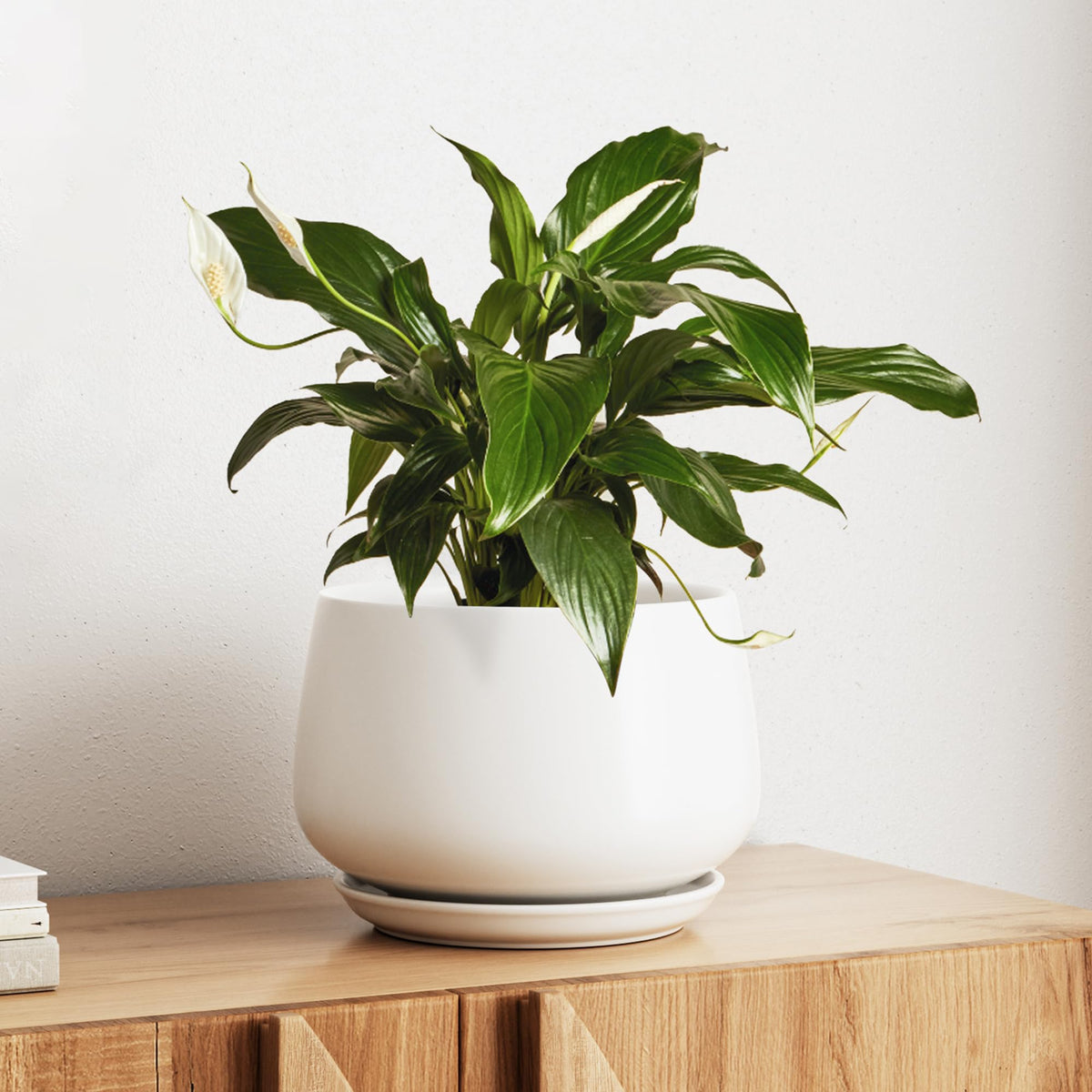 LE TAUCI ceramic planter 10-inch white with drainage hole supports healthy roots.