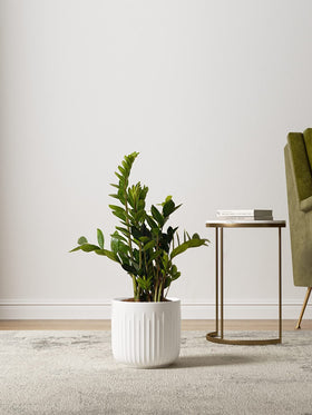 LE TAUCI ceramic planter 5.7-inch ideal for compact herbs