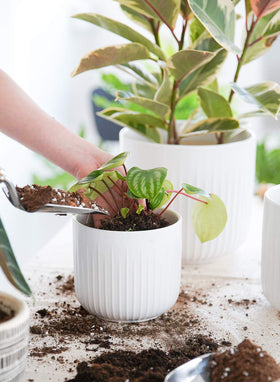 LE TAUCI ceramic planter 7-inch in white glaze for modern display