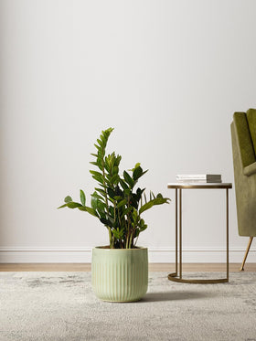 LE TAUCI 5.7-inch sage planter ideal for herbs and succulents