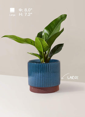 LE TAUCI 5-5-inch ceramic pot top view for shelves and desks