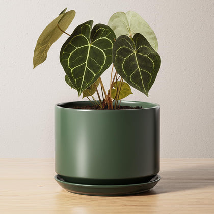 LE TAUCI 6-8 inch ceramic pot for desks and shelves, ideal for compact indoor plants.