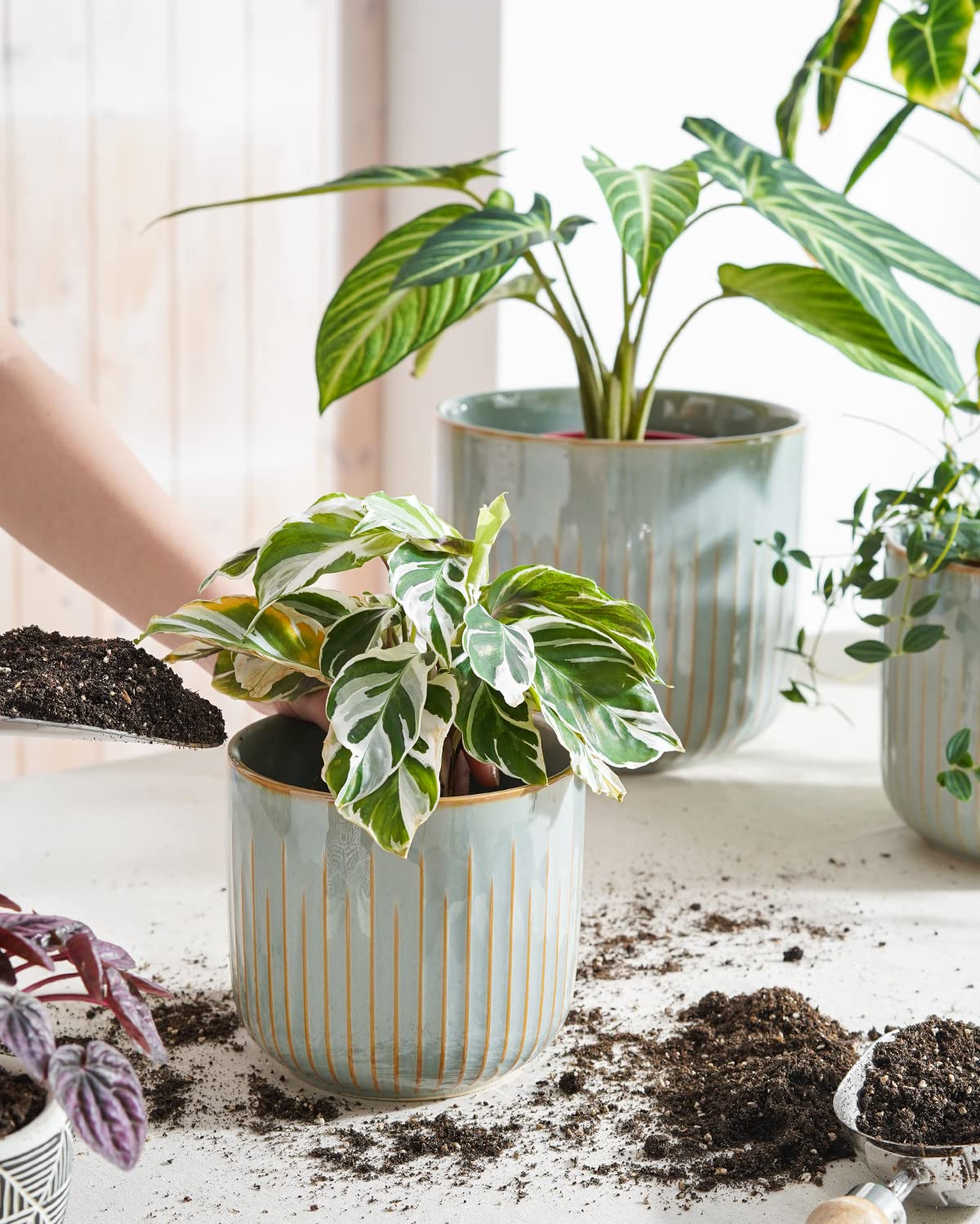 LE TAUCI 7-inch fluted pot promotes airflow for healthy indoor plants.