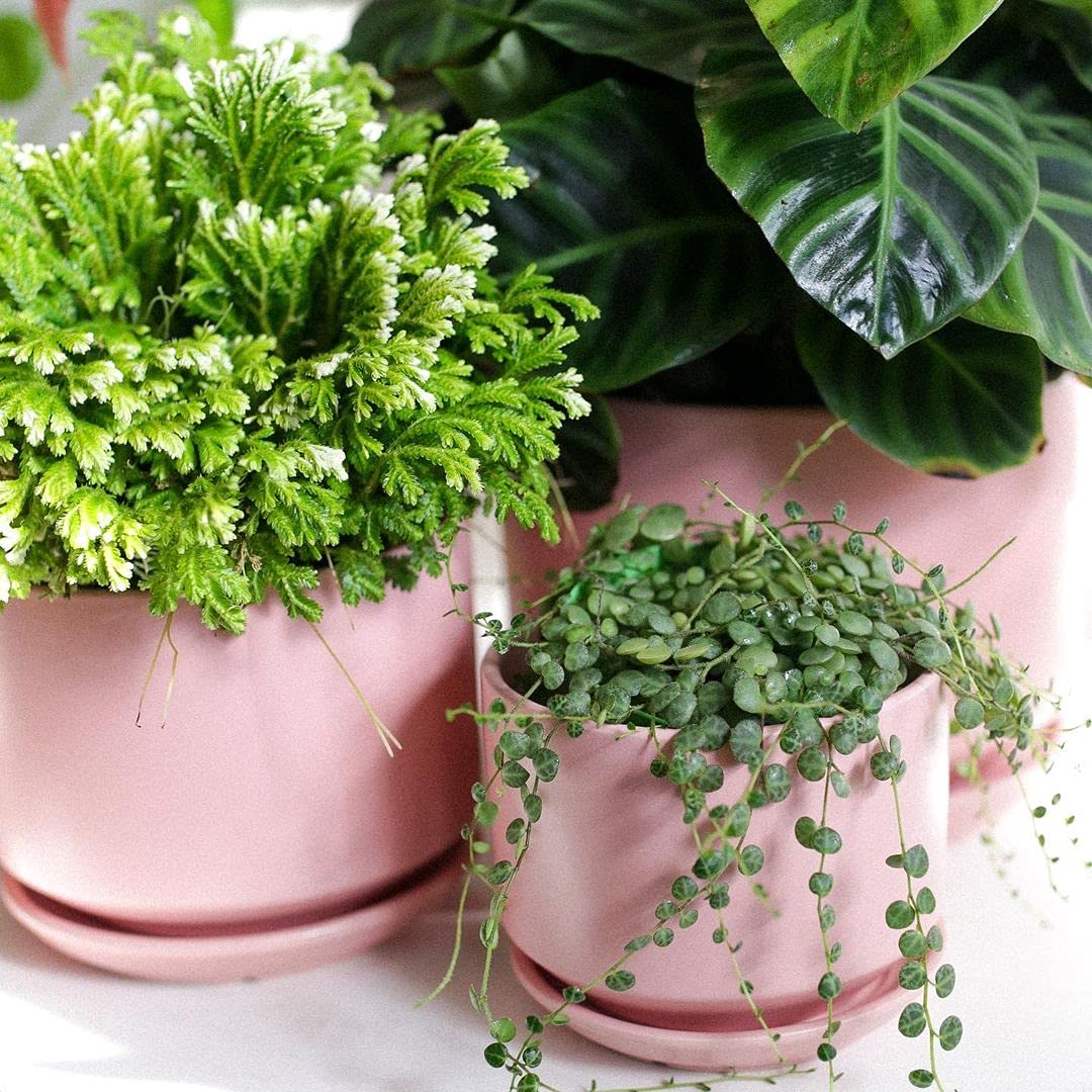 LE TAUCI gift-packaged ceramic plant pots for mom