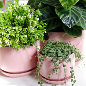 LE TAUCI gift-packaged ceramic plant pots for mom