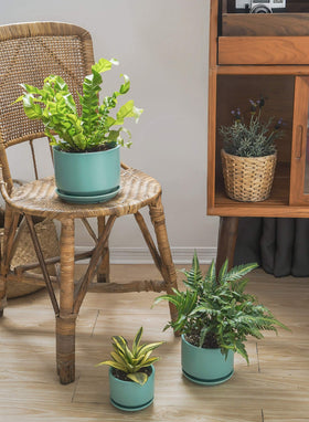 LE TAUCI indoor pot complements variegated foliage and blade-shaped leaves.