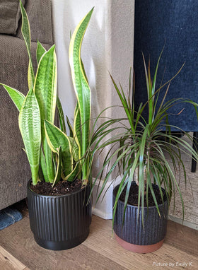 LE TAUCI pot showing mesh pad and drainage feature for soil control