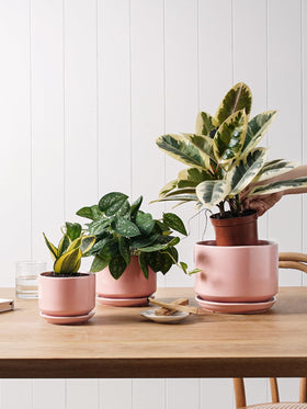 LE TAUCI pot with wax finish for modern home decor