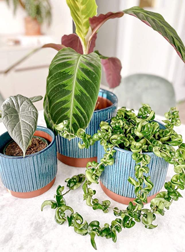 LE TAUCI gift-ready packaging suitable for plant lovers