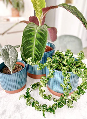 LE TAUCI gift-ready packaging suitable for plant lovers