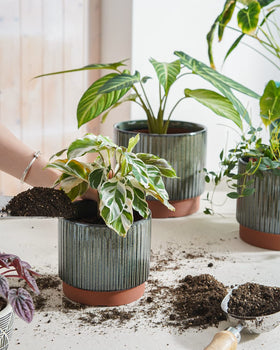 LE TAUCI ceramic striped pot 5.5inch ideal for small plants and succulents