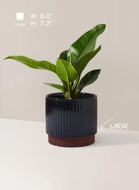 LE TAUCI ceramic striped pot 6.7inch suitable for versatile placements